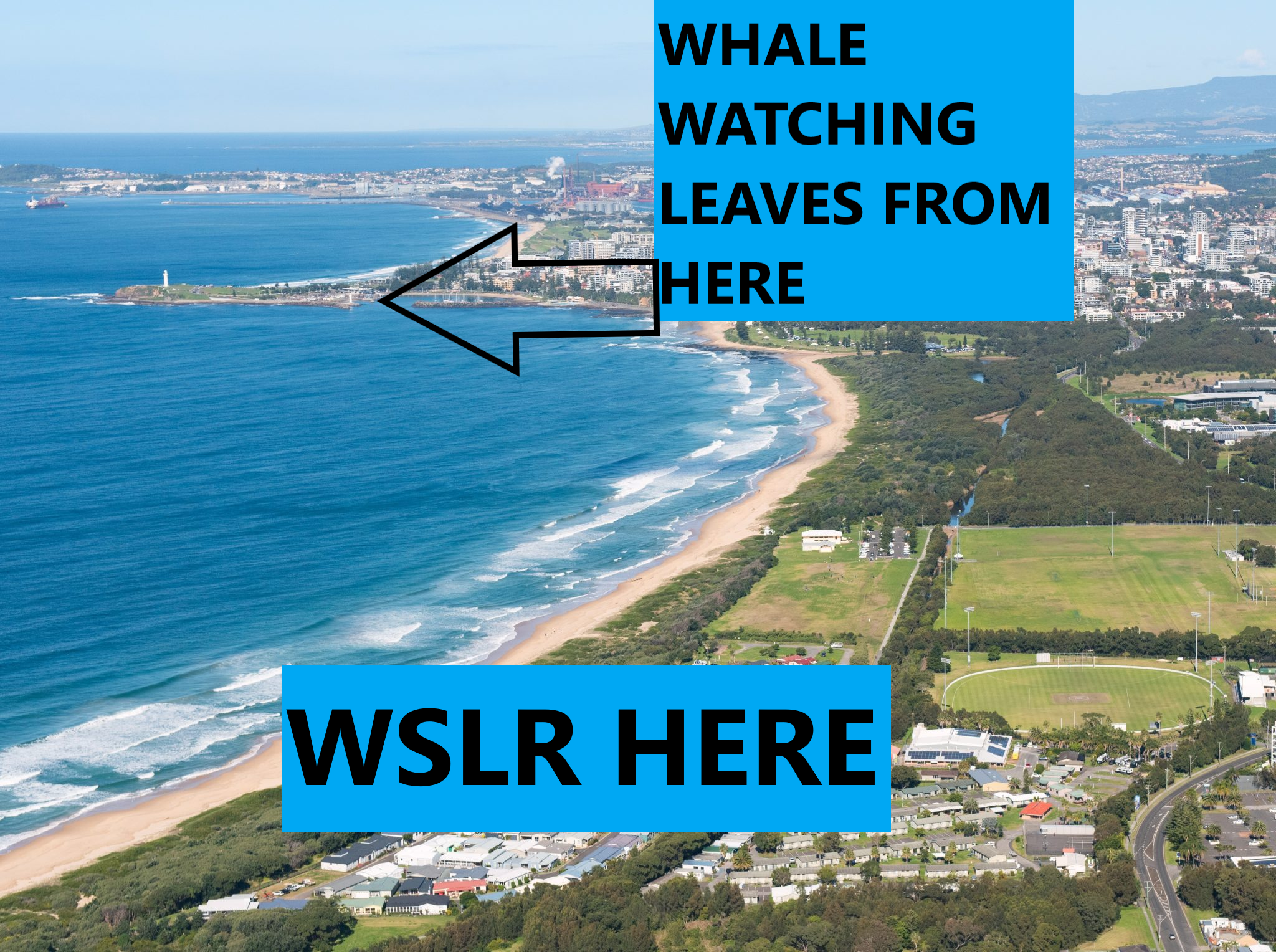 WHALE WHALE